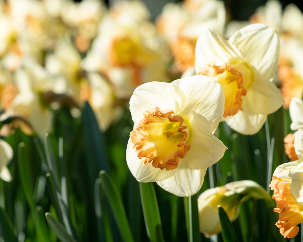 Narcissus 'Martha Stewart'