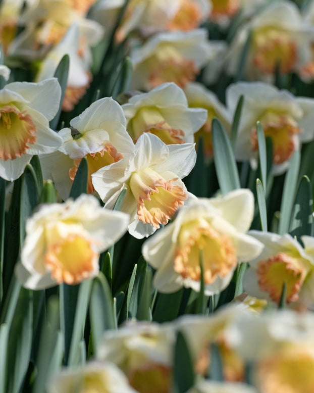 Narcissus 'Martha Stewart'