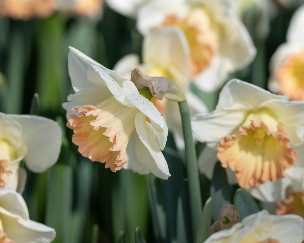Narcissus 'Martha Stewart'