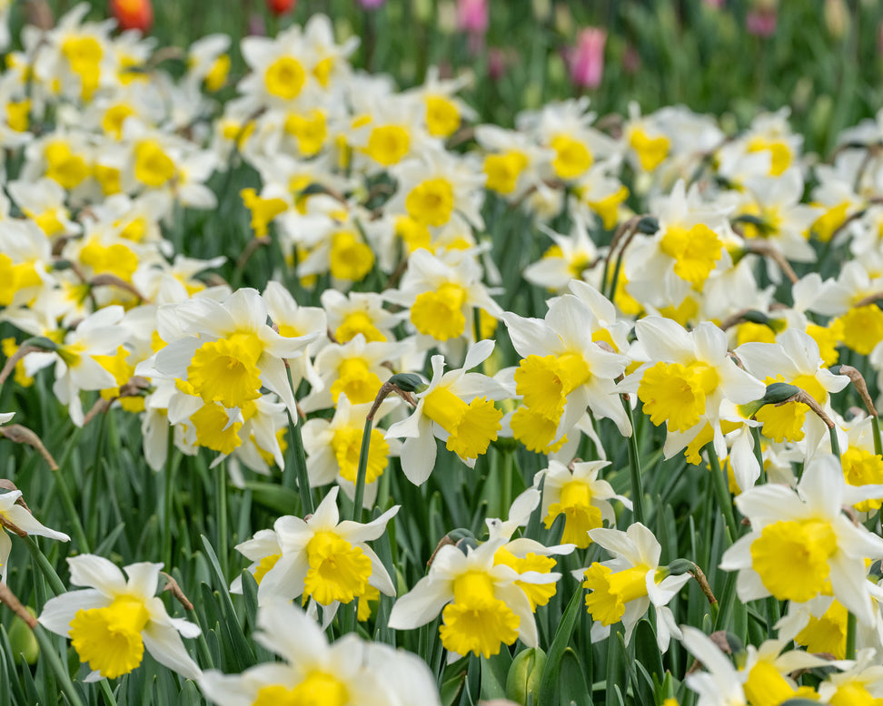 Narcissus 'Melyor'