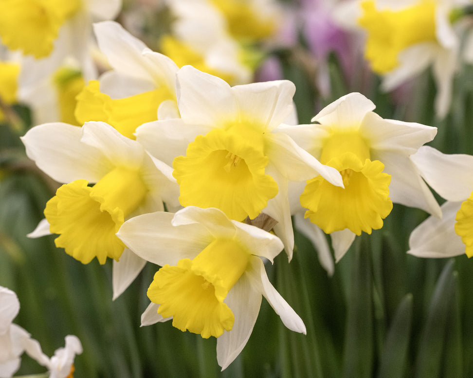 Narcissus 'Melyor'