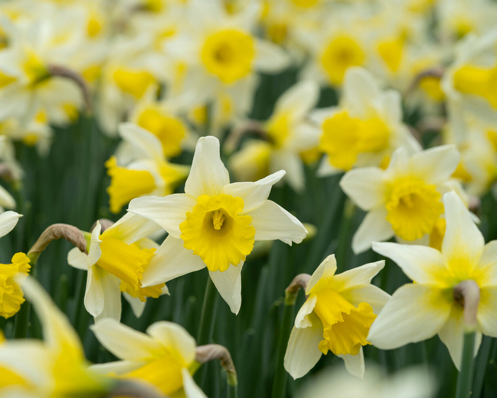 Narcissus 'Melyor'