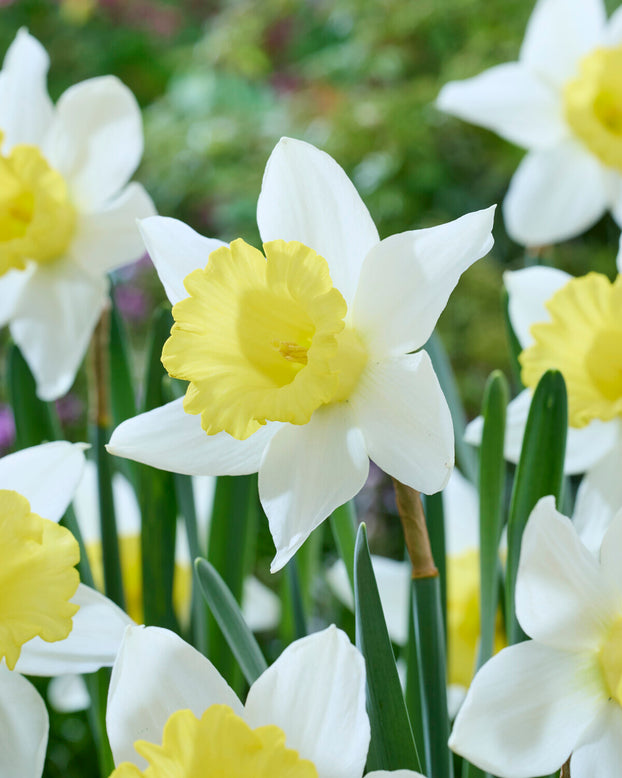 Narcissus 'Melyor'