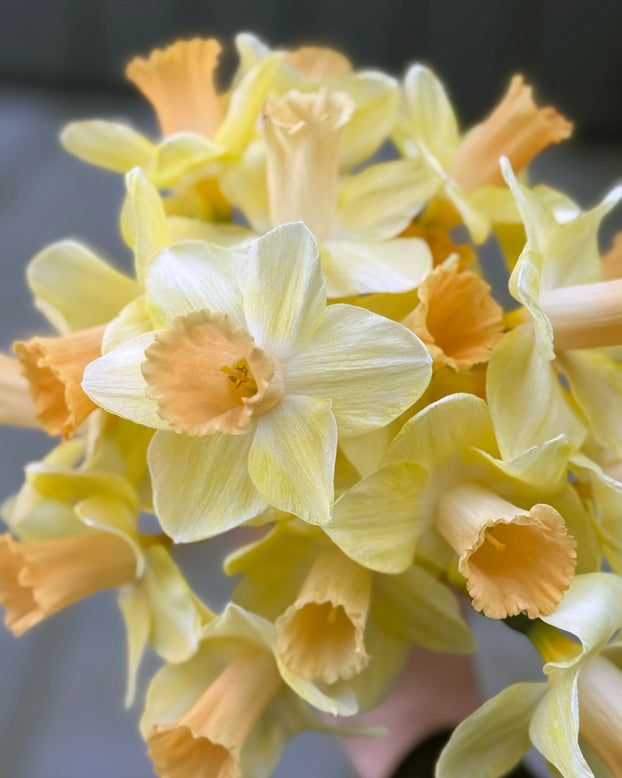 Narcissus 'Memento'