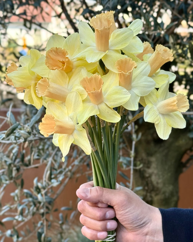 Narcissus 'Memento'