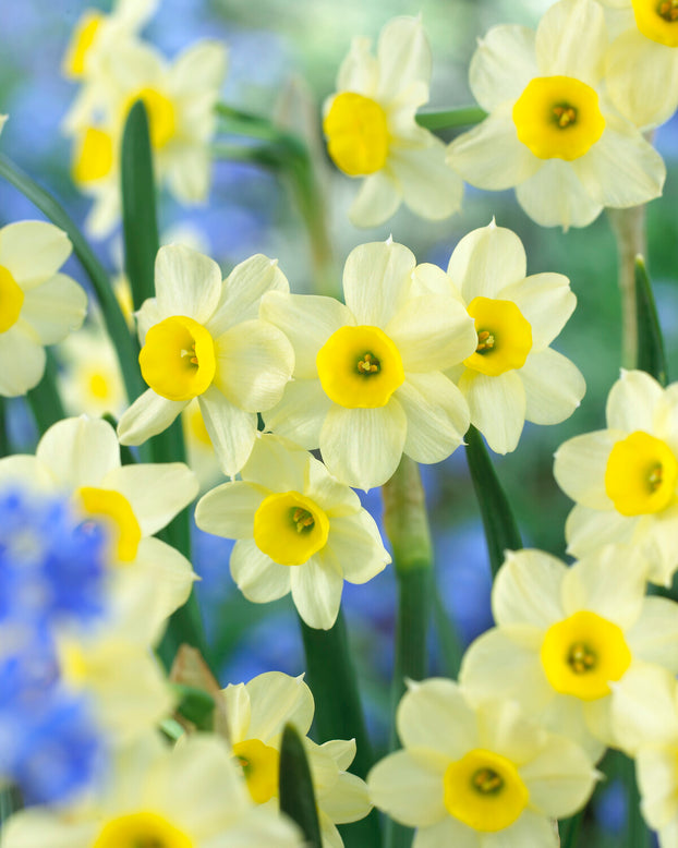 Narcissus 'Minnow'