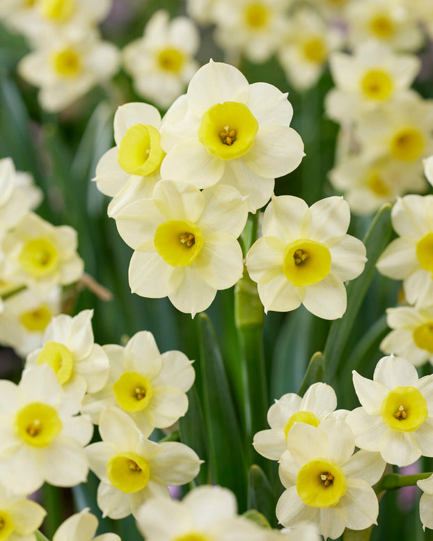 Narcissus 'Minnow'