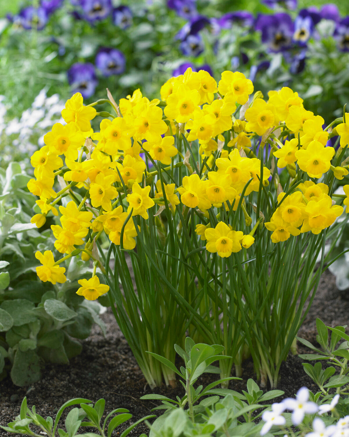 Narcissus 'More and More' bulbs | Buy online at Farmer Gracy UK