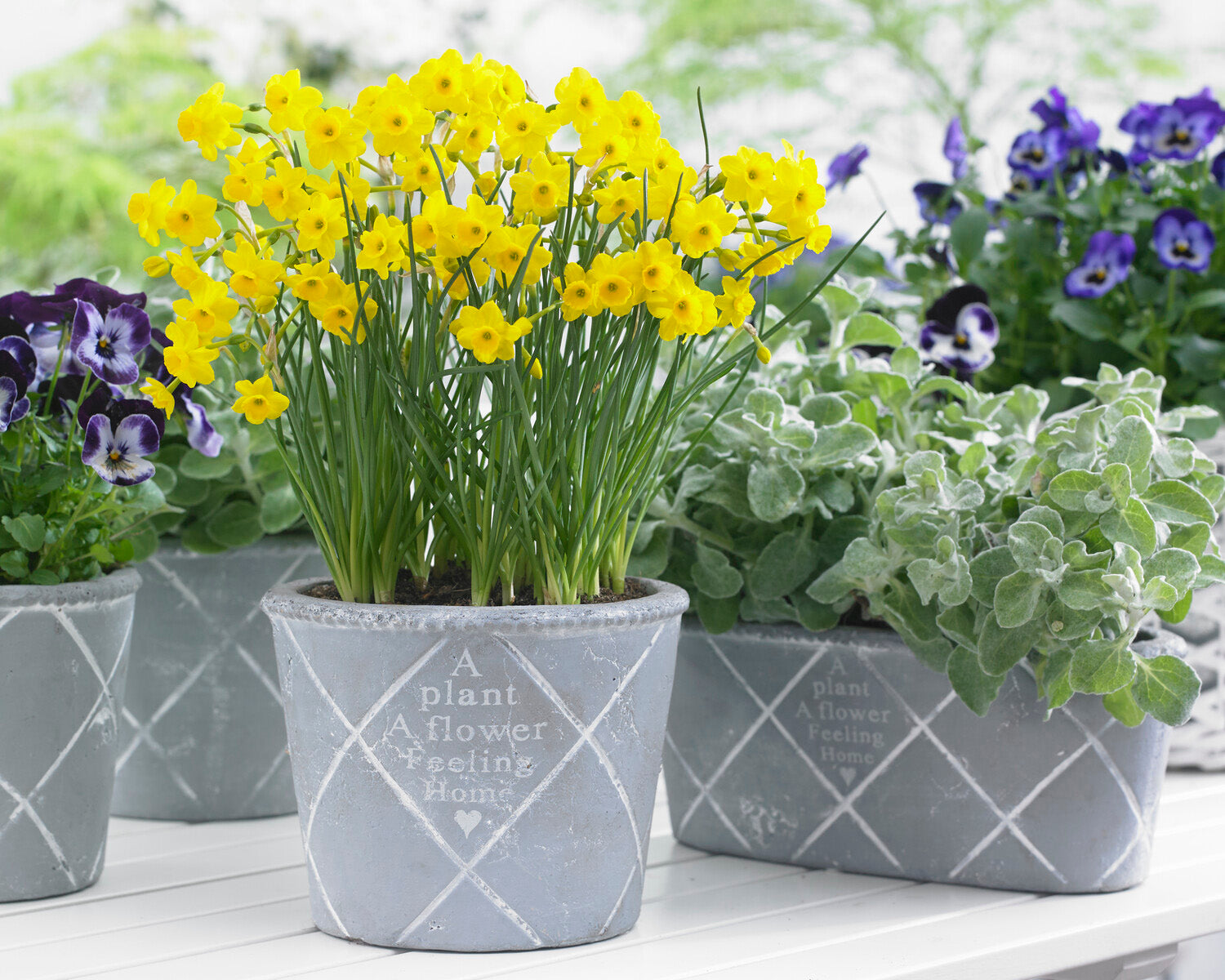 Narcissus 'More and More' bulbs | Buy online at Farmer Gracy UK