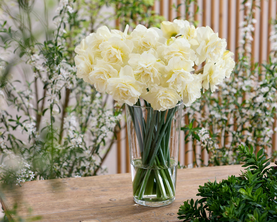 Narcissus 'Obdam'