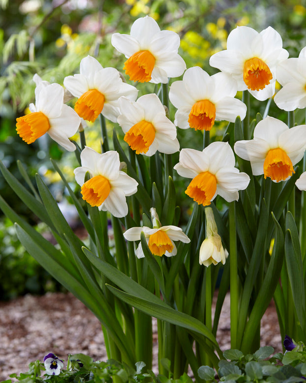 Narcissus 'Orange Comet'