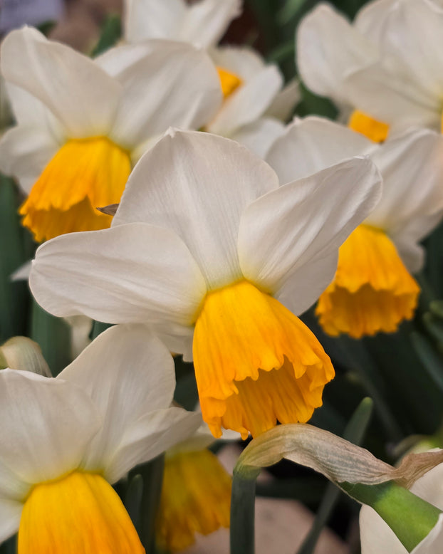 Narcissus 'Orange Comet'