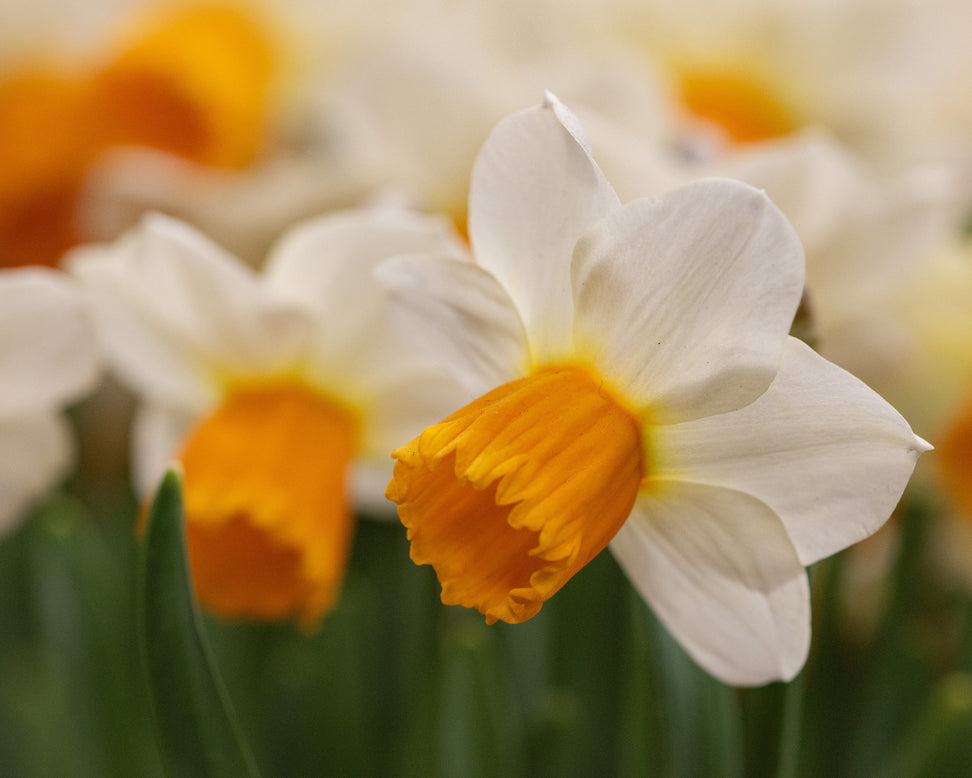 Narcissus 'Orange Comet'