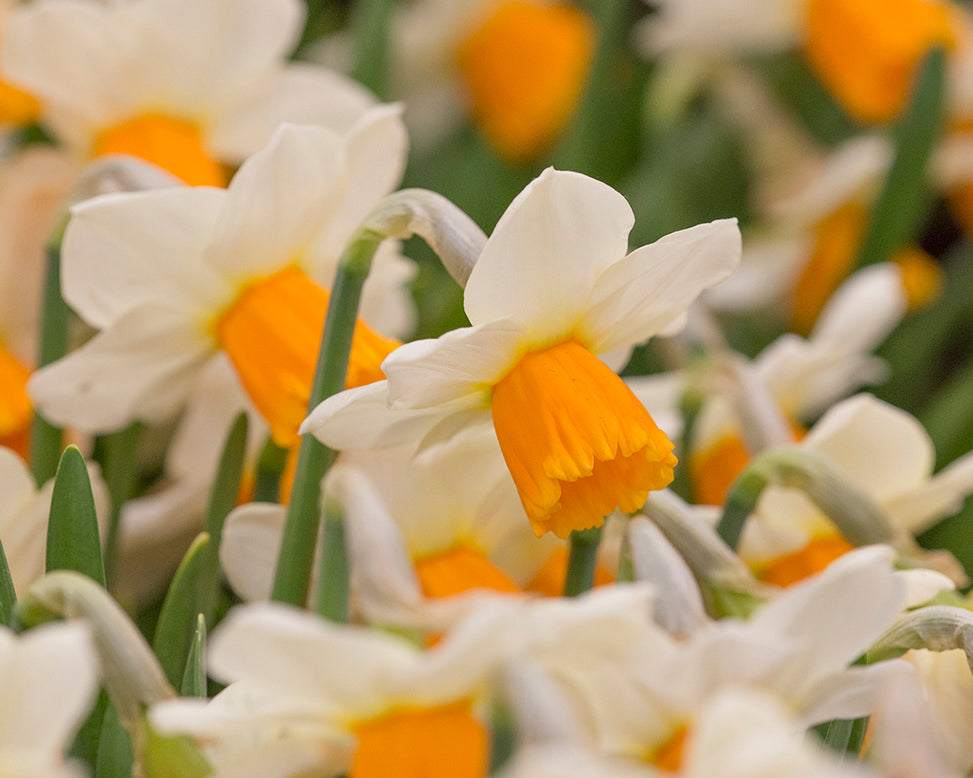 Narcissus 'Orange Comet'