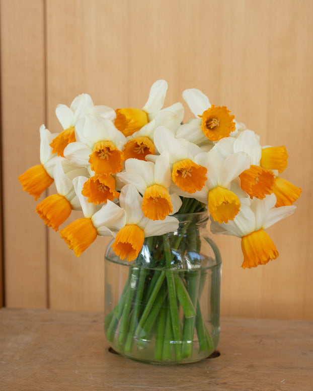 Narcissus 'Orange Comet'