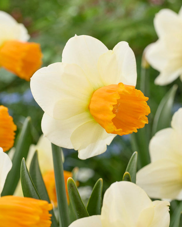 Narcissus 'Orange Comet'