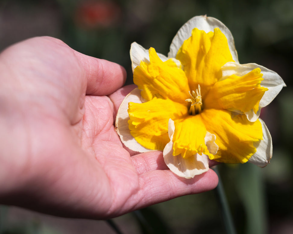 Narcissus 'Orangery'