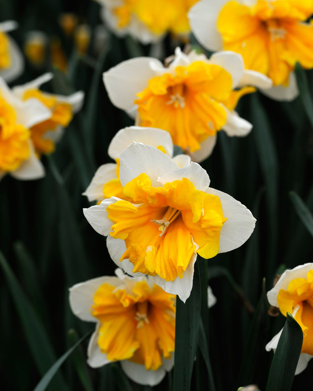 Narcissus 'Orangery'