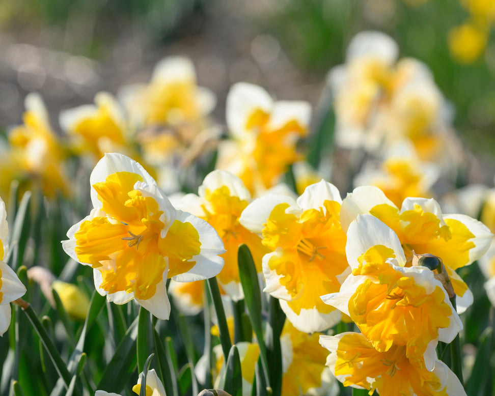 Narcissus 'Orangery'