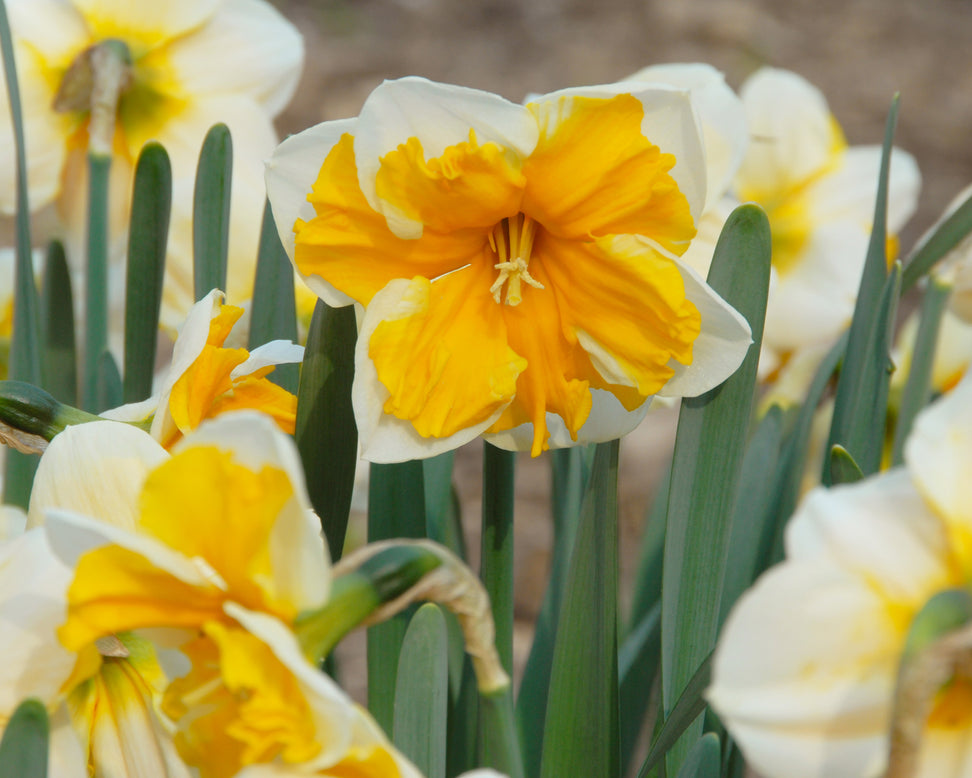 Narcissus 'Orangery'