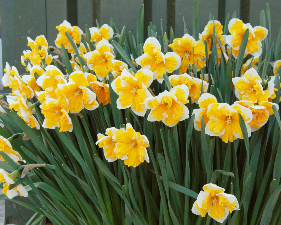 Narcissus 'Orangery'