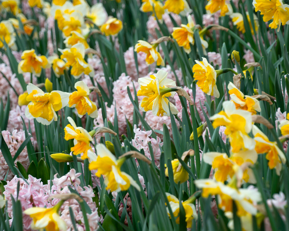 Narcissus 'Orangery'