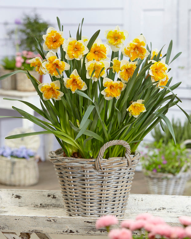 Narcissus 'Orangery'