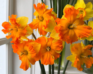 Narcissus 'Outright Orange'