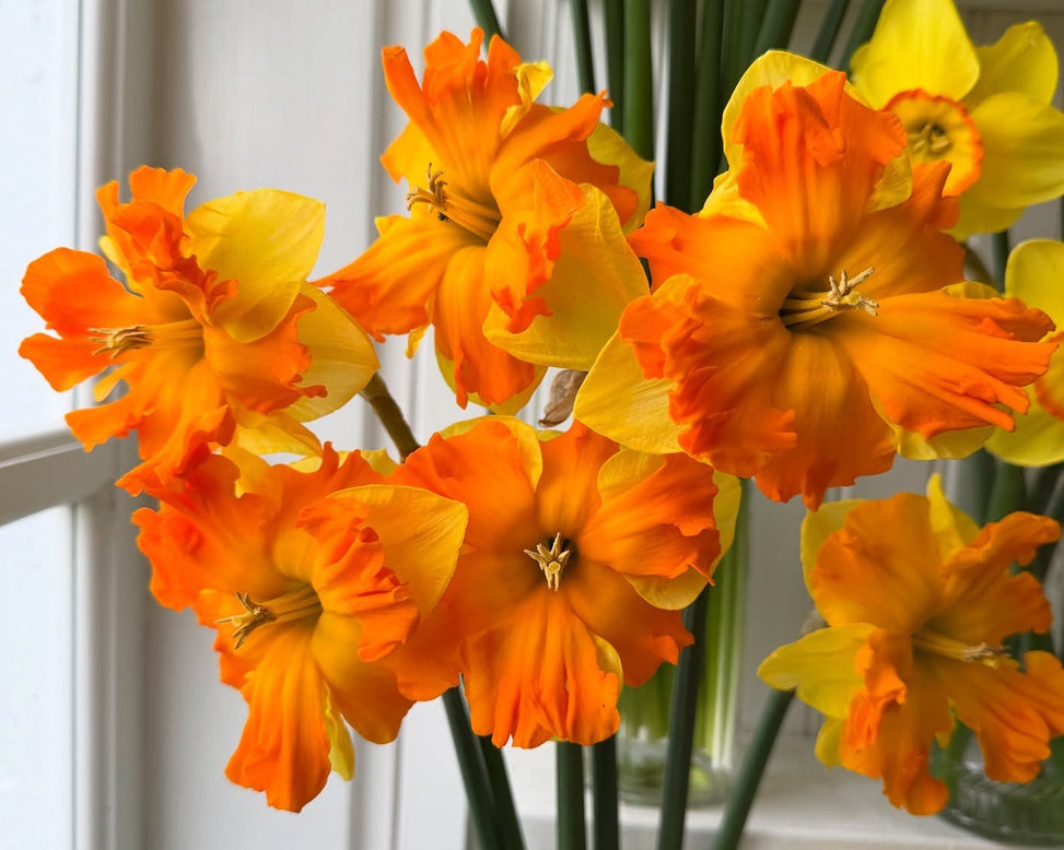 Narcissus 'Outright Orange'