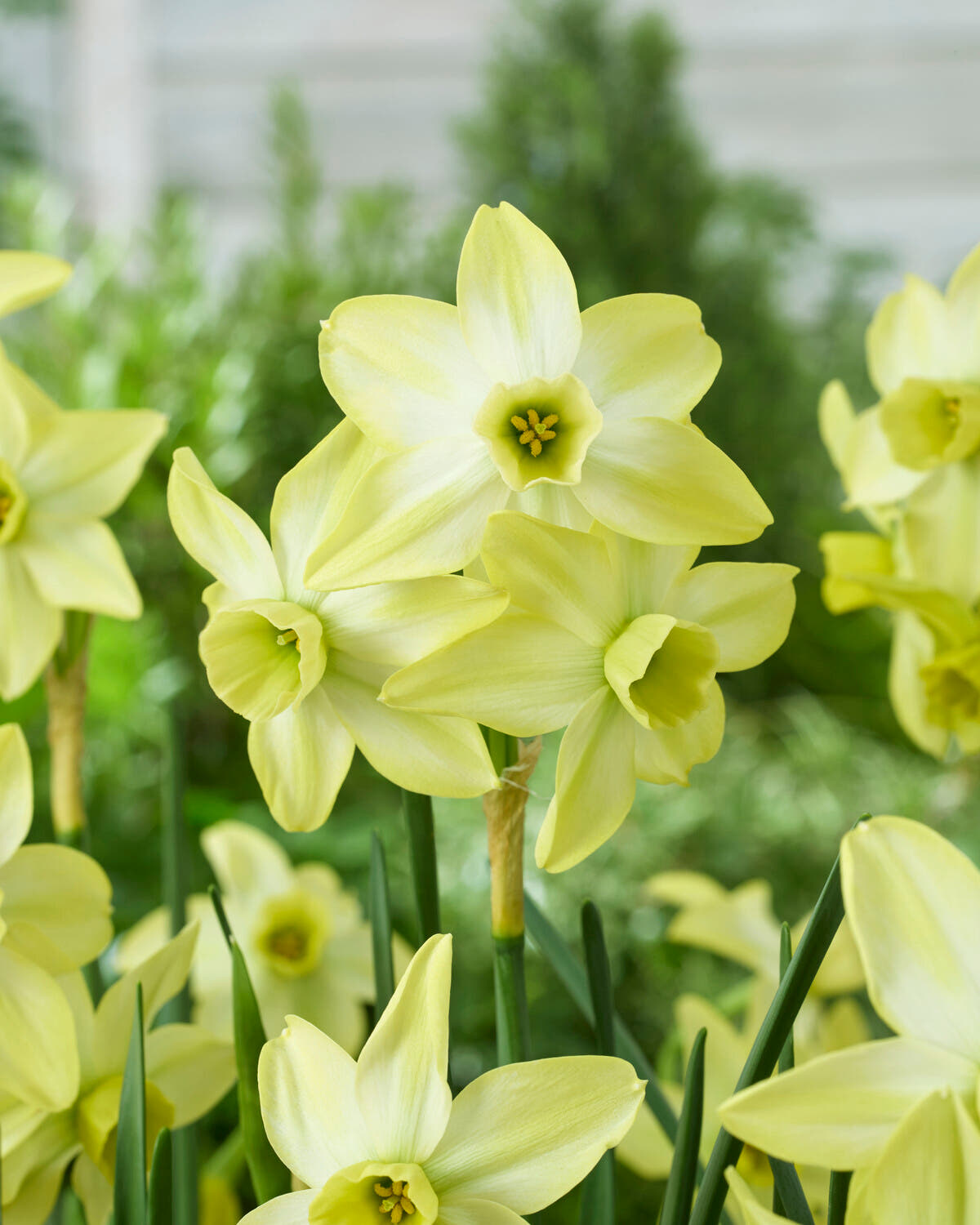 Narcissus 'Pacific Hunter'