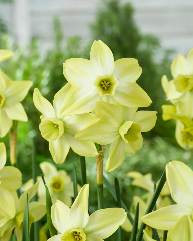 Narcissus 'Pacific Hunter'