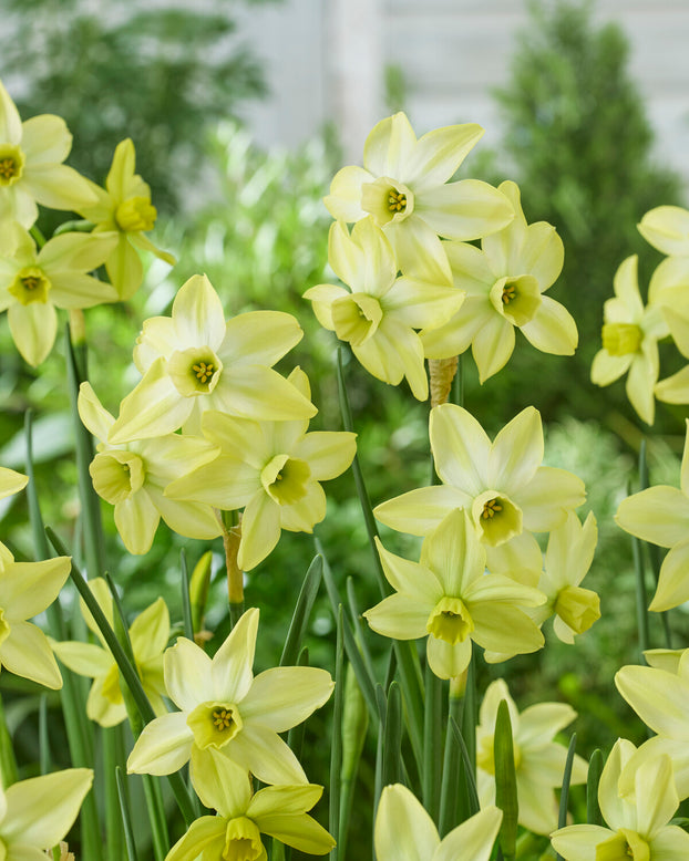 Narcissus 'Pacific Hunter'