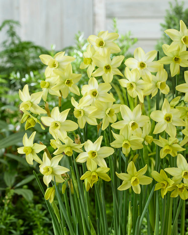 Narcissus 'Pacific Hunter'