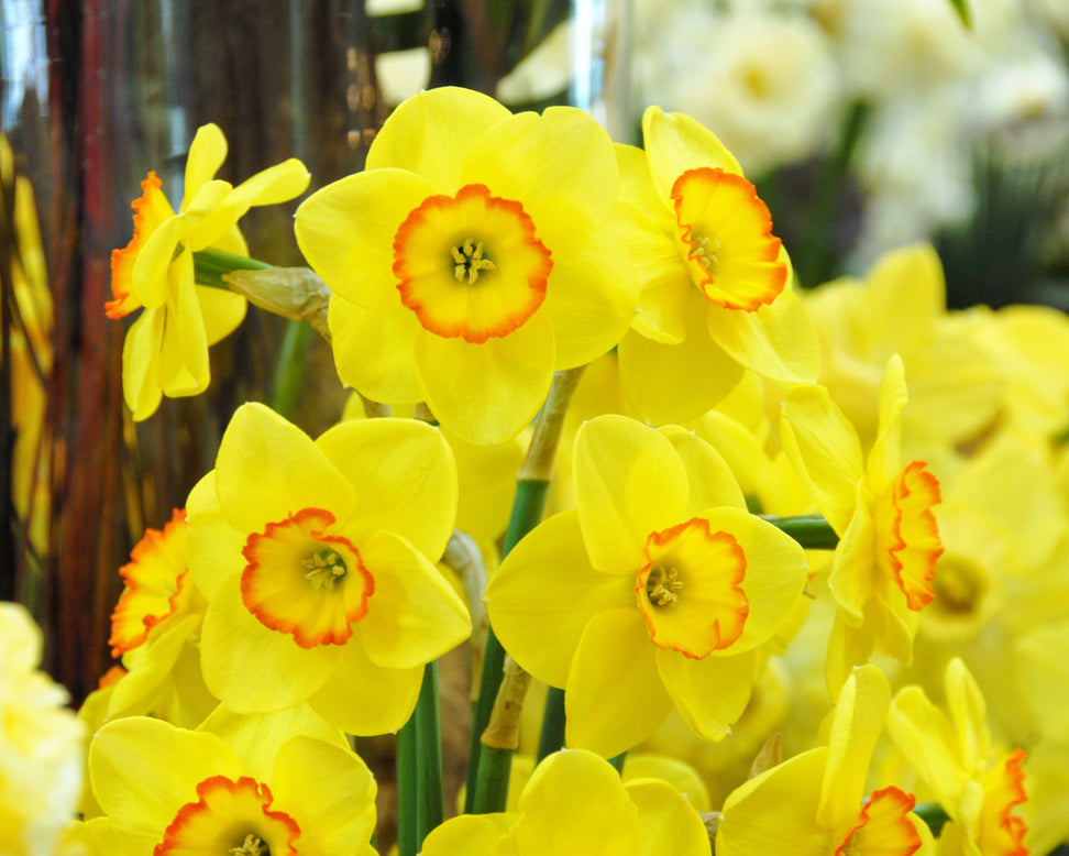 Narcissus 'Pacific Rim'