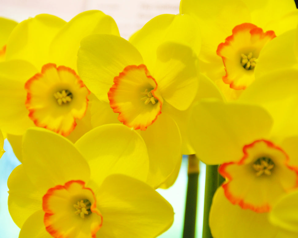 Narcissus 'Pacific Rim'