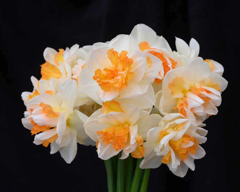 Narcissus 'Peach Prince'