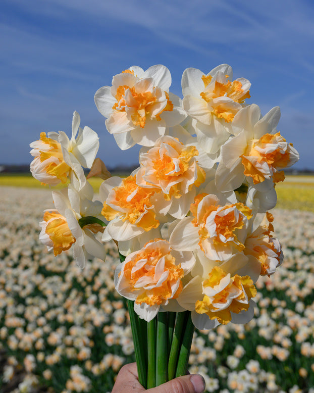 Narcissus 'Peach Prince'