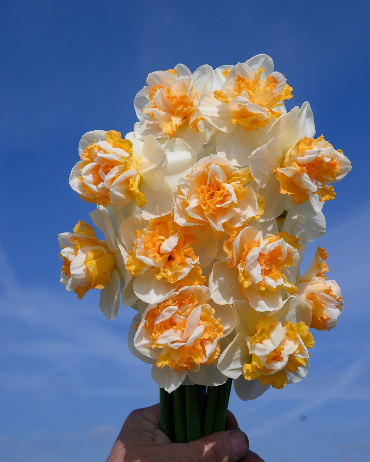Narcissus 'Peach Prince' bulbs — Buy online at Farmer Gracy UK