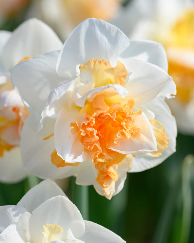 Narcissus 'Peach Prince'