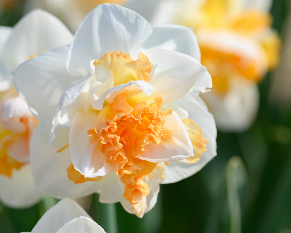 Narcissus 'Peach Prince'