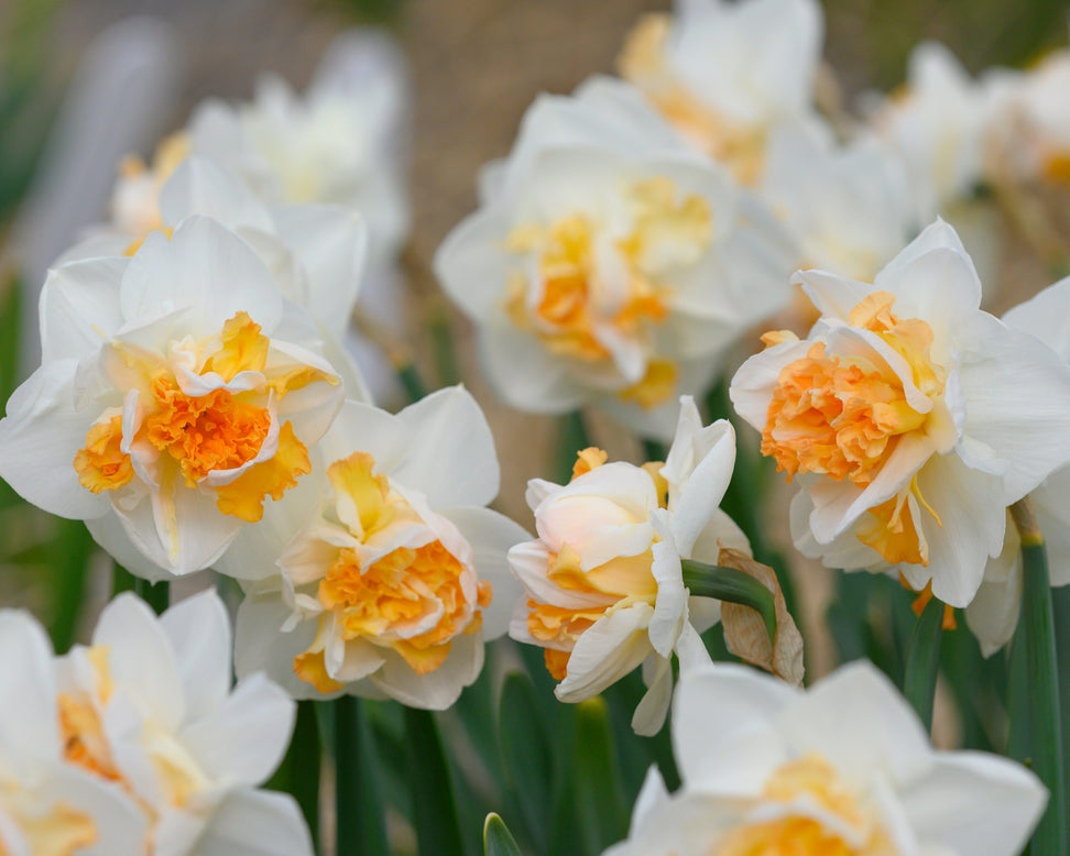 Narcissus 'Peach Prince'