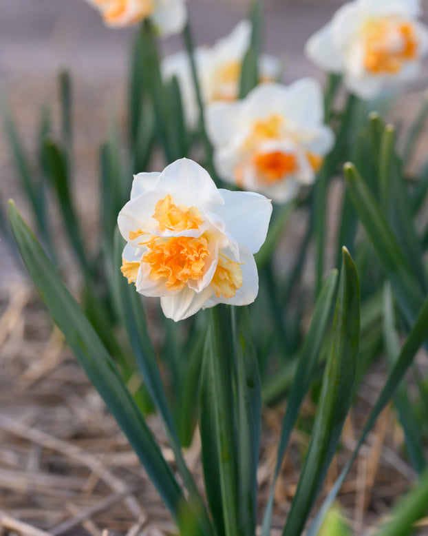 Narcissus 'Peach Prince'