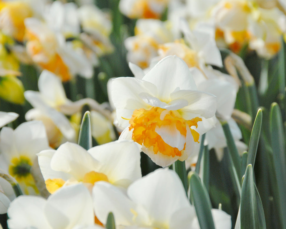 Narcissus 'Peach Prince'