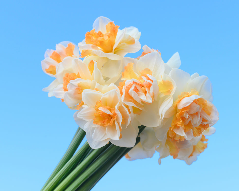 Narcissus 'Peach Prince'