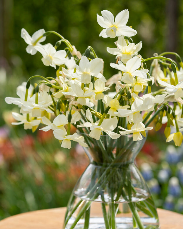 Narcissus 'Petrel'