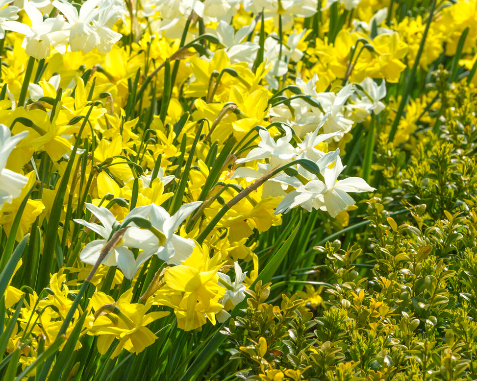 Narcissus 'Petrel'