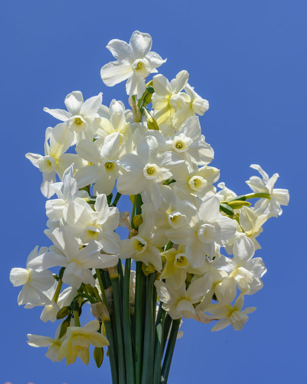 Narcissus 'Petrel'