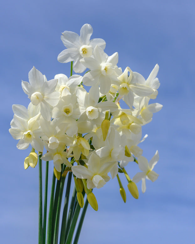 Narcissus 'Petrel'