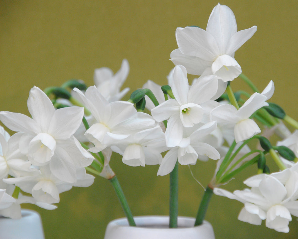 Narcissus 'Petrel'