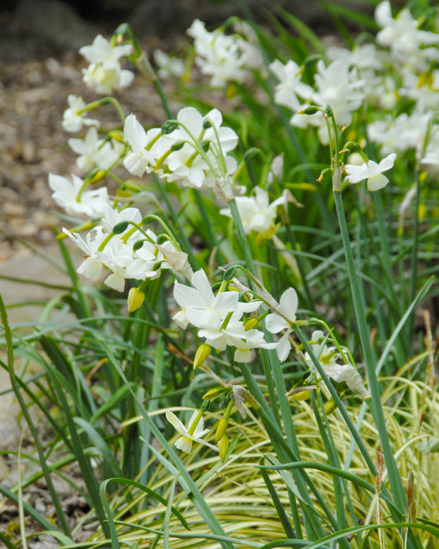 Narcissus 'Petrel'